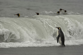 kings in surf